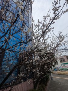 pxl_20250313_051057693
