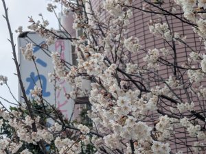 pxl_20250316_010806406-mp